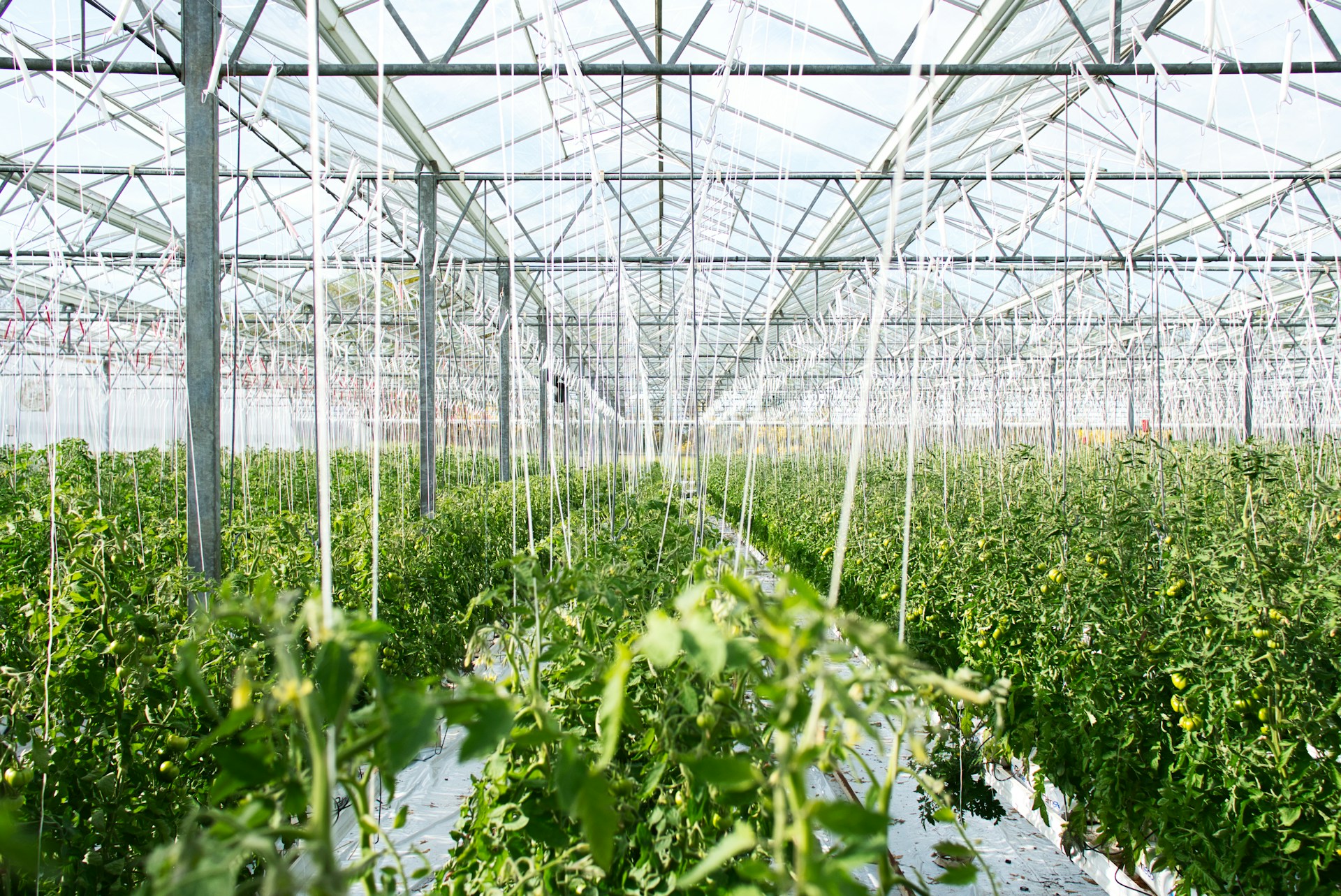 Rangées de plants cultivés dans une serre en verre, illustrant la gestion des récoltes et l’achat de semences ou machinerie.